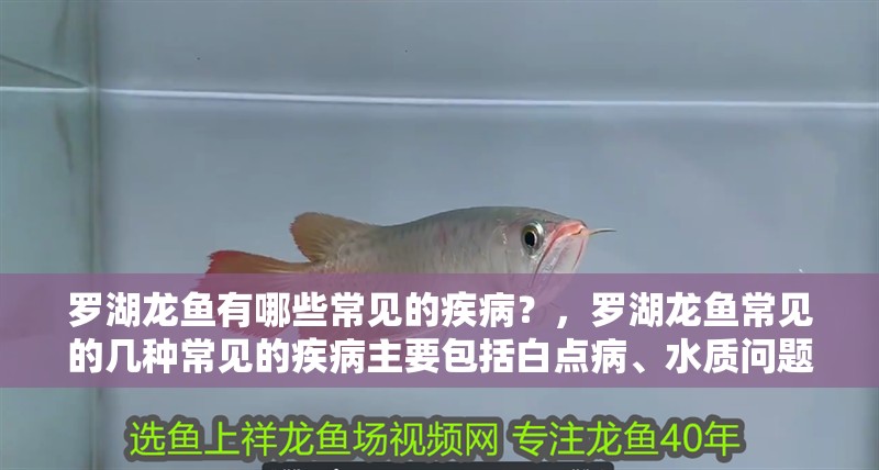 羅湖龍魚有哪些常見的疾病？，羅湖龍魚常見的幾種常見的疾病主要包括白點病、水質問題