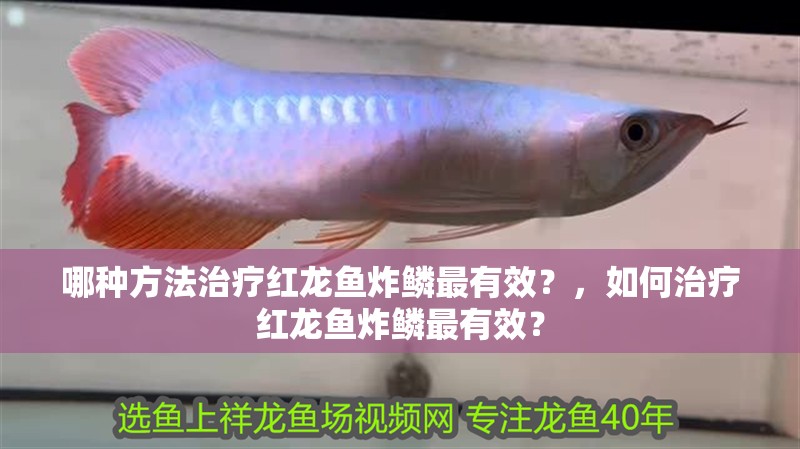 哪種方法治療紅龍魚炸鱗最有效？，如何治療紅龍魚炸鱗最有效？