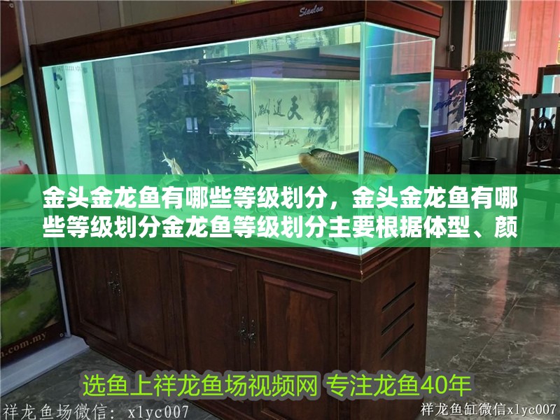 金頭金龍魚有哪些等級劃分，金頭金龍魚有哪些等級劃分金龍魚等級劃分主要根據體型、顏色和鱗片的光澤度來定