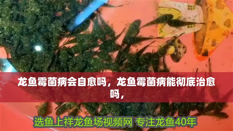龍魚霉菌病會自愈嗎，龍魚霉菌病能徹底治愈嗎，