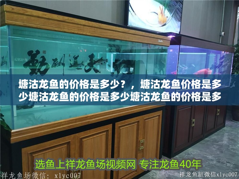 塘沽龍魚的價格是多少？，塘沽龍魚價格是多少塘沽龍魚的價格是多少塘沽龍魚的價格是多少