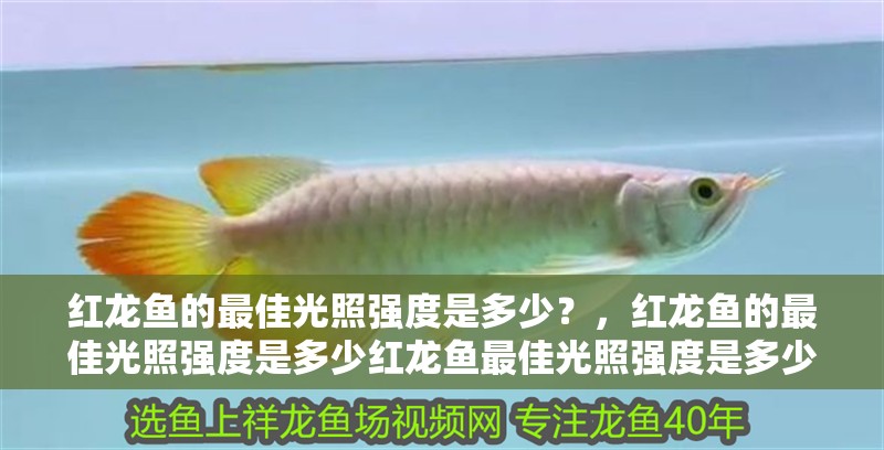 紅龍魚的最佳光照強度是多少？，紅龍魚的最佳光照強度是多少紅龍魚最佳光照強度是多少
