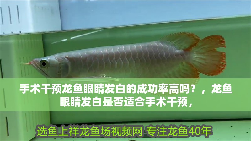 手術干預龍魚眼睛發白的成功率高嗎？，龍魚眼睛發白是否適合手術干預，