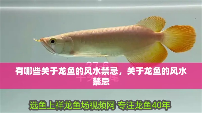 有哪些關于龍魚的風水禁忌，關于龍魚的風水禁忌 有哪些關于龍魚的風水禁忌，關于龍魚的風水禁忌 龍魚百科