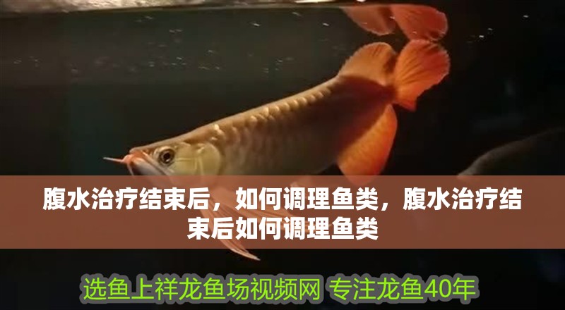 腹水治療結束后，如何調理魚類，腹水治療結束后如何調理魚類 腹水治療結束后，如何調理魚類，腹水治療結束后如何調理魚類 龍魚百科