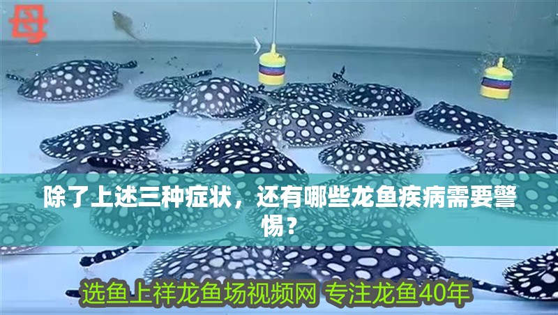 除了上述三種癥狀，還有哪些龍魚疾病需要警惕？ 除了上述三種癥狀，還有哪些龍魚疾病需要警惕？ 龍魚百科