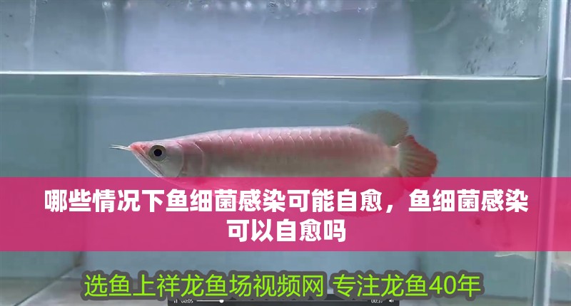 哪些情況下魚細菌感染可能自愈，魚細菌感染可以自愈嗎