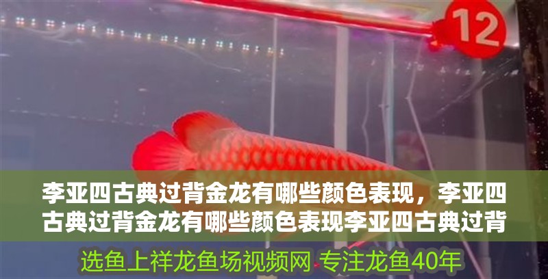 李亞四古典過背金龍有哪些顏色表現，李亞四古典過背金龍有哪些顏色表現李亞四古典過背金龍