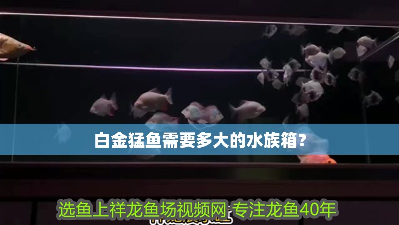 白金猛魚需要多大的水族箱？