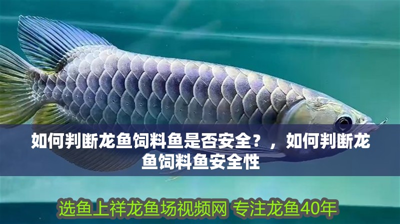 如何判斷龍魚飼料魚是否安全？，如何判斷龍魚飼料魚安全性
