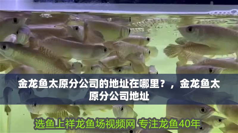 金龍魚太原分公司的地址在哪里？，金龍魚太原分公司地址
