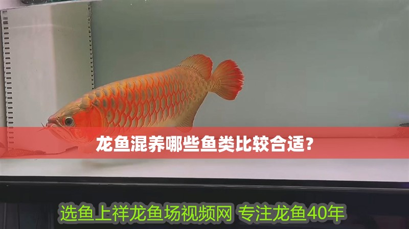龍魚混養哪些魚類比較合適？