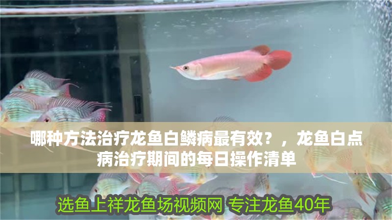 哪種方法治療龍魚白鱗病最有效？，龍魚白點(diǎn)病治療期間的每日操作清單