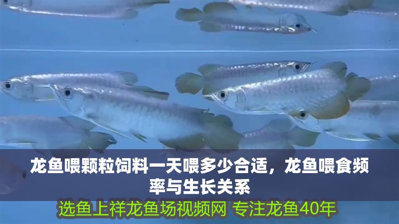 龍魚喂顆粒飼料一天喂多少合適,龍魚喂食頻率與生長關系 龍魚百科 第2張 龍魚喂顆粒飼料一天喂多少合適,龍魚喂食頻率與生長關系 龍魚喂顆粒飼料一天喂多少合適,龍魚喂食頻率與生長關系 龍魚百科 第2張