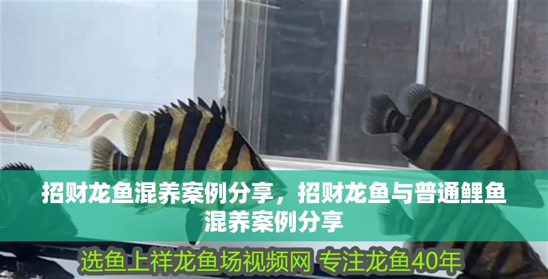 招財龍魚混養案例分享，招財龍魚與普通鯉魚混養案例分享