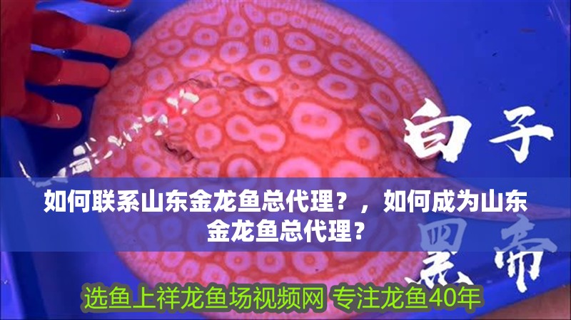 如何聯系山東金龍魚總代理？，如何成為山東金龍魚總代理？