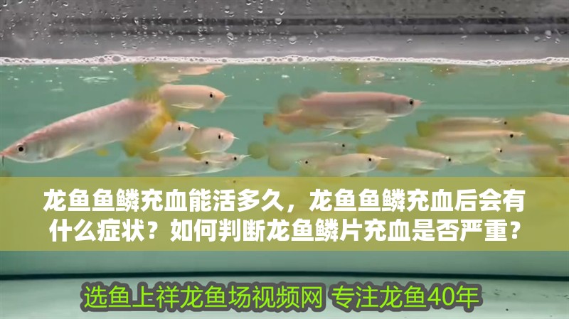 龍魚魚鱗充血能活多久，龍魚魚鱗充血后會有什么癥狀？如何判斷龍魚鱗片充血是否嚴(yán)重？