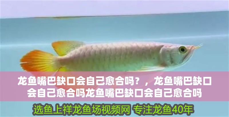 龍魚嘴巴缺口會自己愈合嗎？，龍魚嘴巴缺口會自己愈合嗎龍魚嘴巴缺口會自己愈合嗎