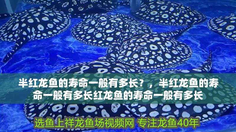 半紅龍魚的壽命一般有多長(zhǎng)？，半紅龍魚的壽命一般有多長(zhǎng)紅龍魚的壽命一般有多長(zhǎng) 半紅龍魚的壽命一般有多長(zhǎng)？，半紅龍魚的壽命一般有多長(zhǎng)紅龍魚的壽命一般有多長(zhǎng) 龍魚百科