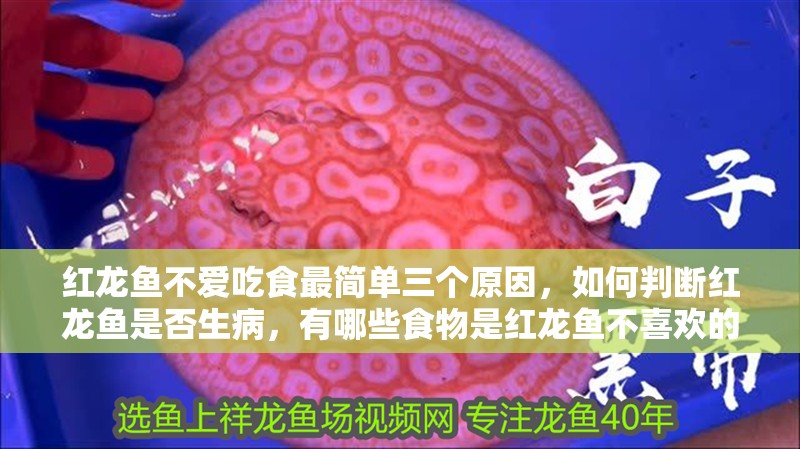 紅龍魚不愛吃食最簡單三個原因，如何判斷紅龍魚是否生病，有哪些食物是紅龍魚不喜歡的