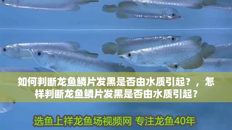 如何判斷龍魚(yú)鱗片發(fā)黑是否由水質(zhì)引起？，怎樣判斷龍魚(yú)鱗片發(fā)黑是否由水質(zhì)引起？