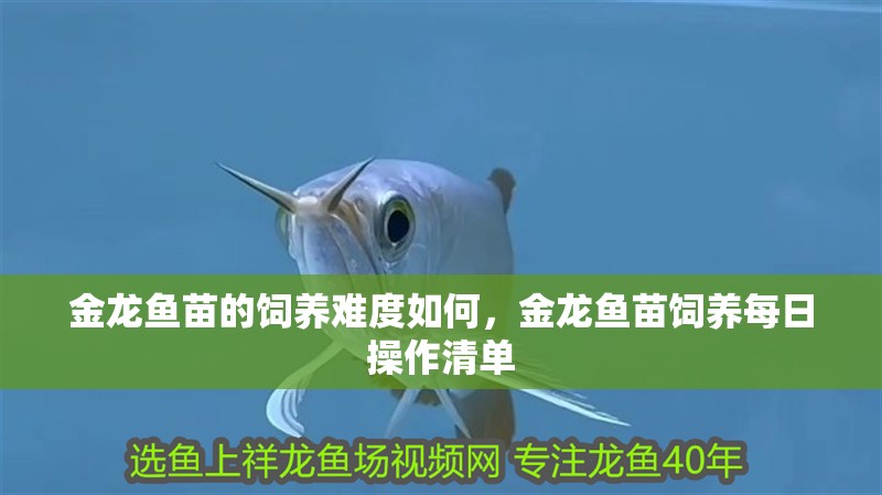 金龍魚苗的飼養(yǎng)難度如何，金龍魚苗飼養(yǎng)每日操作清單