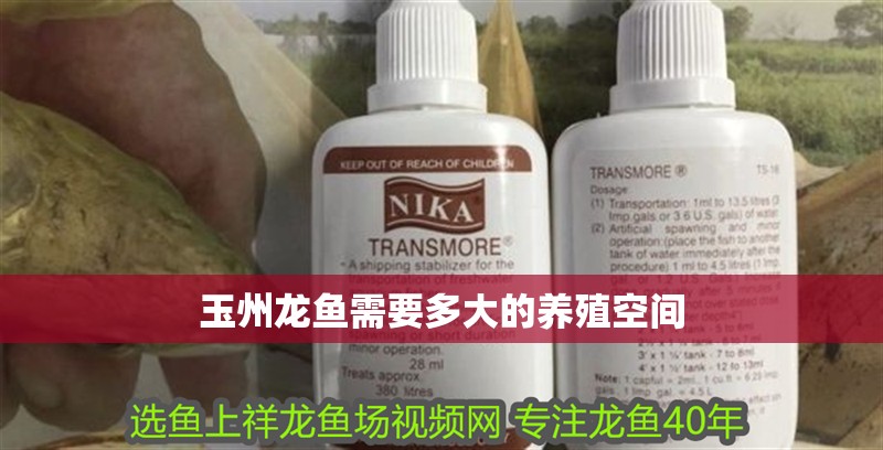 給大魚缸換水的作文:體驗給大魚缸換水的樂趣:體驗給大魚缸換水:給大魚缸換水的作文 玉州龍魚需要多大的養(yǎng)殖空間 龍魚百科 玉州龍魚需要多大的養(yǎng)殖空間 玉州龍魚需要多大的養(yǎng)殖空間 龍魚百科