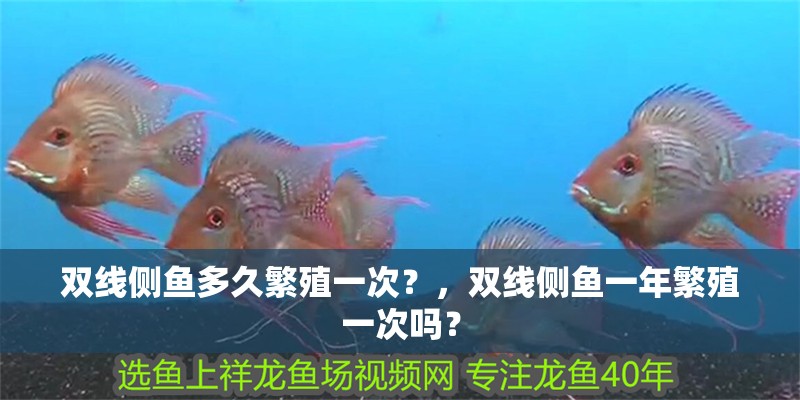 雙線側魚多久繁殖一次？，雙線側魚一年繁殖一次嗎？ 雙線側魚多久繁殖一次？，雙線側魚一年繁殖一次嗎？ 龍魚百科