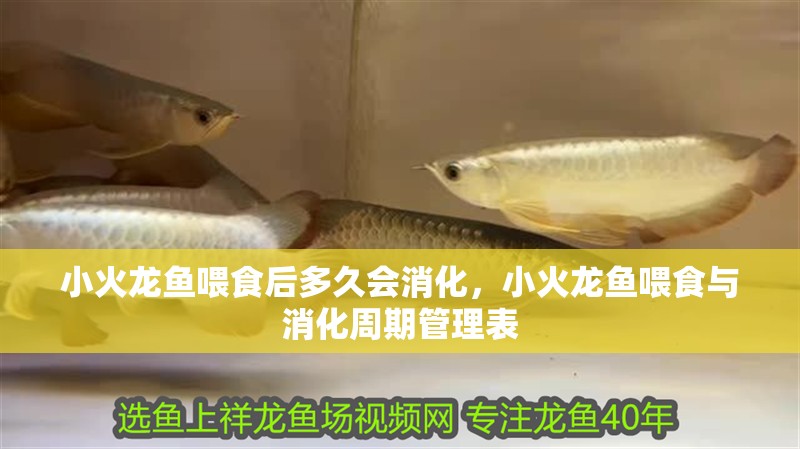 小火龍魚喂食后多久會消化，小火龍魚喂食與消化周期管理表 小火龍魚喂食后多久會消化，小火龍魚喂食與消化周期管理表 龍魚百科
