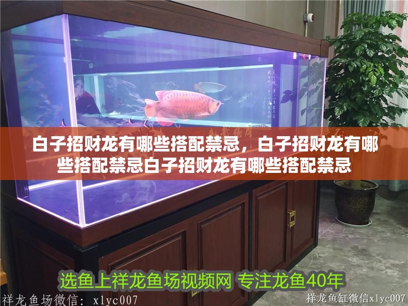 白子招財龍有哪些搭配禁忌，白子招財龍有哪些搭配禁忌白子招財龍有哪些搭配禁忌 白子招財龍有哪些搭配禁忌，白子招財龍有哪些搭配禁忌白子招財龍有哪些搭配禁忌 龍魚百科