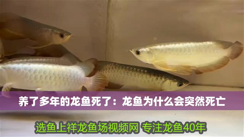 養了多年的龍魚死了：龍魚為什么會突然死亡