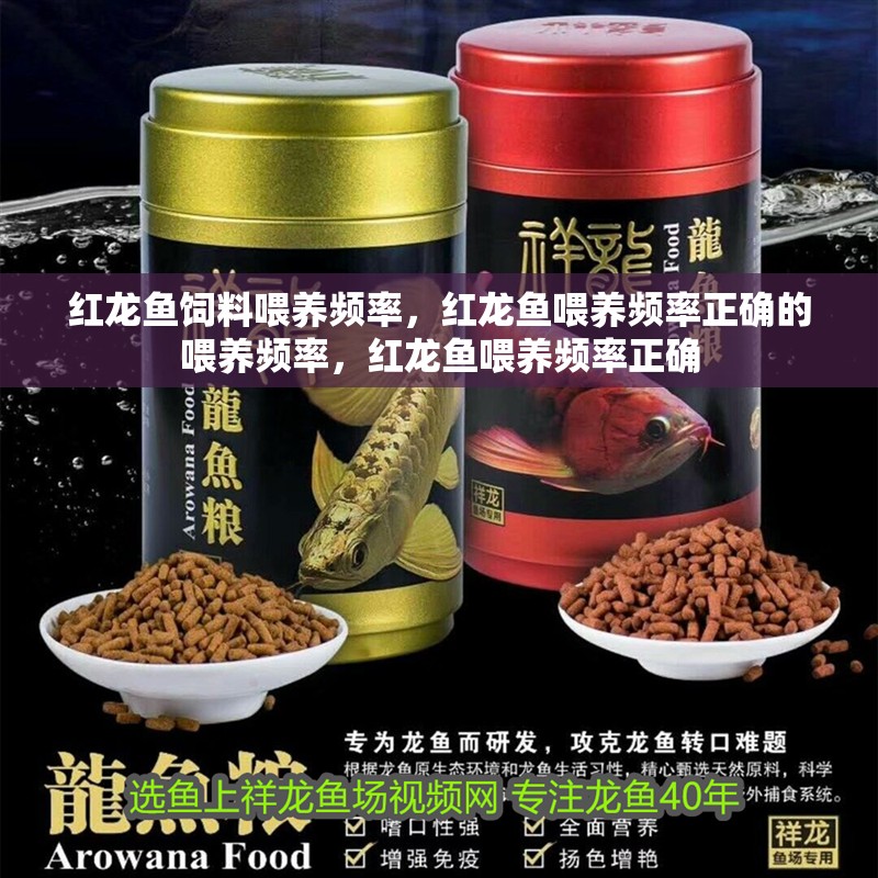 紅龍魚飼料喂養(yǎng)頻率，紅龍魚喂養(yǎng)頻率正確的喂養(yǎng)頻率，紅龍魚喂養(yǎng)頻率正確