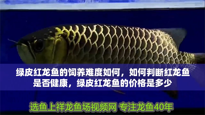 綠皮紅龍魚的飼養難度如何，如何判斷紅龍魚是否健康，綠皮紅龍魚的價格是多少 綠皮紅龍魚的飼養難度如何，如何判斷紅龍魚是否健康，綠皮紅龍魚的價格是多少 龍魚百科
