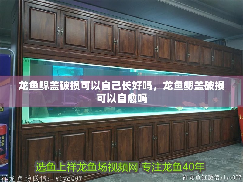 魚缸用增氧泵價格是多少:魚缸增氧機-xtrac增氧機-xtrac增氧機 龍魚鰓蓋破損可以自己長好嗎,龍魚鰓蓋破損可以自愈嗎 龍魚百科 龍魚鰓蓋破損可以自己長好嗎,龍魚鰓蓋破損可以自愈嗎 龍魚鰓蓋破損可以自己長好嗎,龍魚鰓蓋破損可以自愈嗎 龍魚百科