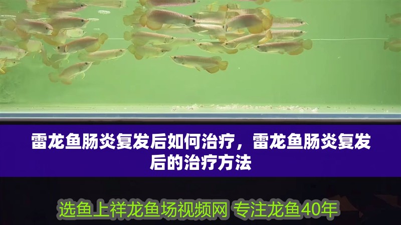 雷龍魚腸炎復發后如何治療，雷龍魚腸炎復發后的治療方法 雷龍魚腸炎復發后如何治療，雷龍魚腸炎復發后的治療方法 龍魚百科