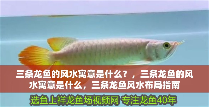 三條龍魚的風(fēng)水寓意是什么？，三條龍魚的風(fēng)水寓意是什么，三條龍魚風(fēng)水布局指南