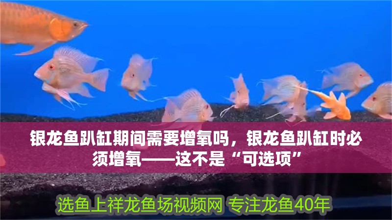 銀龍魚趴缸期間需要增氧嗎，銀龍魚趴缸時必須增氧——這不是“可選項”