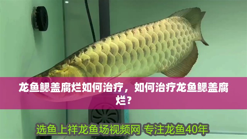 龍魚怕什么 龍魚鰓蓋腐爛如何治療,如何治療龍魚鰓蓋腐爛? 龍魚百科 龍魚鰓蓋腐爛如何治療,如何治療龍魚鰓蓋腐爛? 龍魚鰓蓋腐爛如何治療,如何治療龍魚鰓蓋腐爛? 龍魚百科