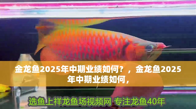 龍魚干蝦有營養嗎 金龍魚2025年中期業績如何?,金龍魚2025年中期業績如何, 龍魚百科 金龍魚2025年中期業績如何?,金龍魚2025年中期業績如何, 金龍魚2025年中期業績如何?,金龍魚2025年中期業績如何, 龍魚百科