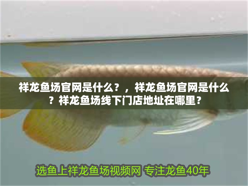祥龍魚場官網是什么？，祥龍魚場官網是什么？祥龍魚場線下門店地址在哪里？