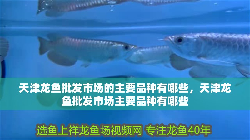 天津龍魚批發市場的主要品種有哪些，天津龍魚批發市場主要品種有哪些