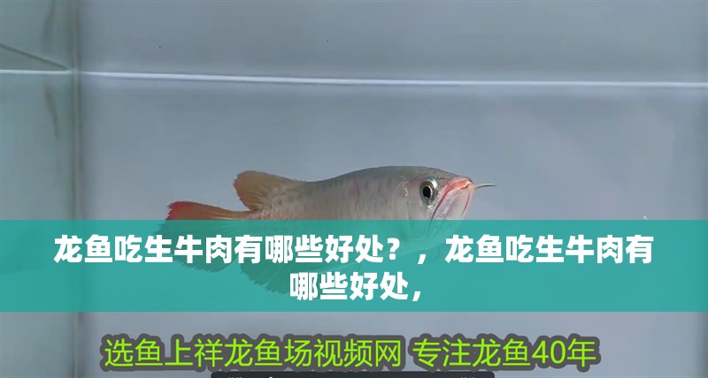 魚缸過濾器選購指南:自制魚缸過濾器魚缸上置過濾器對于養魚愛好者的必備知識 龍魚吃生牛肉有哪些好處?,龍魚吃生牛肉有哪些好處, 龍魚百科 龍魚吃生牛肉有哪些好處?,龍魚吃生牛肉有哪些好處, 龍魚吃生牛肉有哪些好處?,龍魚吃生牛肉有哪些好處, 龍魚百科