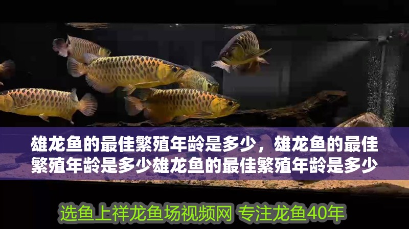 雄龍魚的最佳繁殖年齡是多少，雄龍魚的最佳繁殖年齡是多少雄龍魚的最佳繁殖年齡是多少