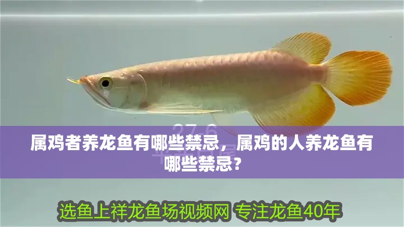 我的虎魚真菌感染了要怎么處理 屬雞者養龍魚有哪些禁忌,屬雞的人養龍魚有哪些禁忌? 龍魚百科 屬雞者養龍魚有哪些禁忌,屬雞的人養龍魚有哪些禁忌? 屬雞者養龍魚有哪些禁忌,屬雞的人養龍魚有哪些禁忌? 龍魚百科