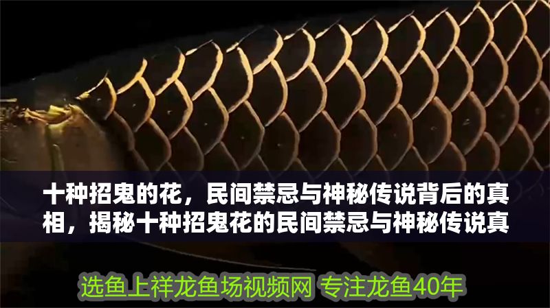 十種招鬼的花，民間禁忌與神秘傳說背后的真相，揭秘十種招鬼花的民間禁忌與神秘傳說真相 十種招鬼的花，民間禁忌與神秘傳說背后的真相，揭秘十種招鬼花的民間禁忌與神秘傳說真相 龍魚百科 第1張