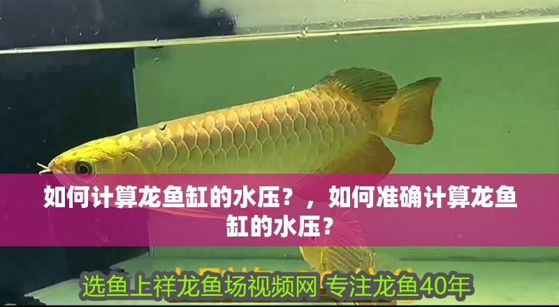 如何計算龍魚缸的水壓？，如何準確計算龍魚缸的水壓？ 如何計算龍魚缸的水壓？，如何準確計算龍魚缸的水壓？ 龍魚百科
