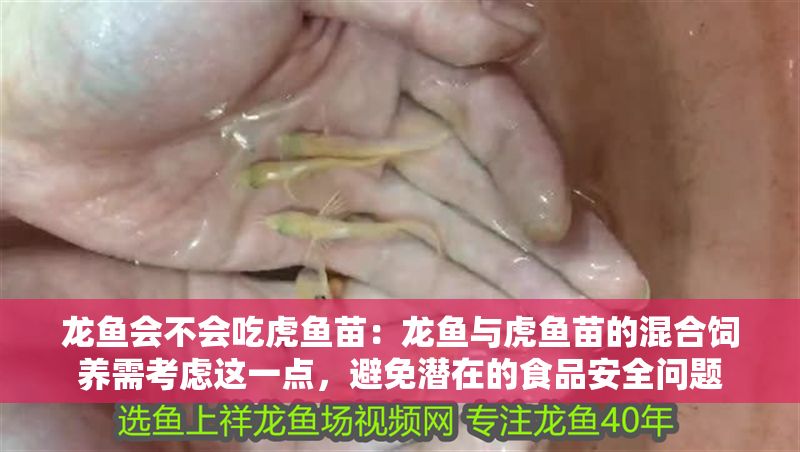 龍魚會不會吃虎魚苗：龍魚與虎魚苗的混合飼養需考慮這一點，避免潛在的食品安全問題