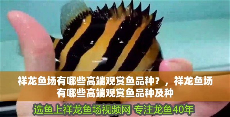 祥龍魚場有哪些高端觀賞魚品種？，祥龍魚場有哪些高端觀賞魚品種及種 祥龍魚場有哪些高端觀賞魚品種？，祥龍魚場有哪些高端觀賞魚品種及種 龍魚百科