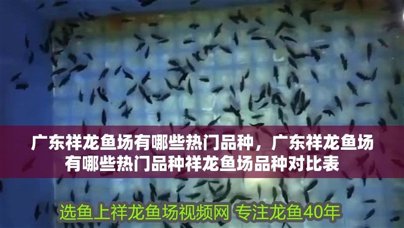 廣東祥龍魚場有哪些熱門品種，廣東祥龍魚場有哪些熱門品種祥龍魚場品種對比表