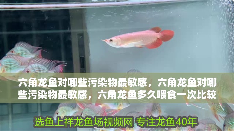 六角龍魚對哪些污染物最敏感，六角龍魚對哪些污染物最敏感，六角龍魚多久喂食一次比較合適